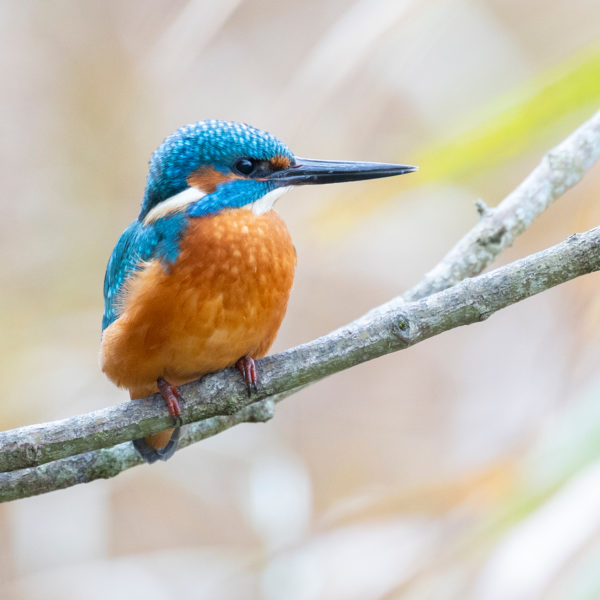 Catherine Bonvin Pfammatter